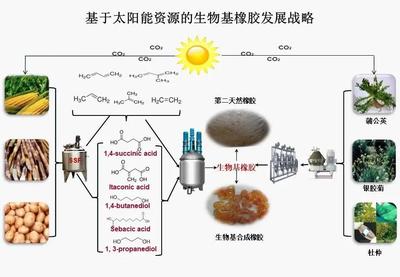 北京化工大學引領生物基橡膠材料研發，國家重點研發計劃項目順利通過績效評價